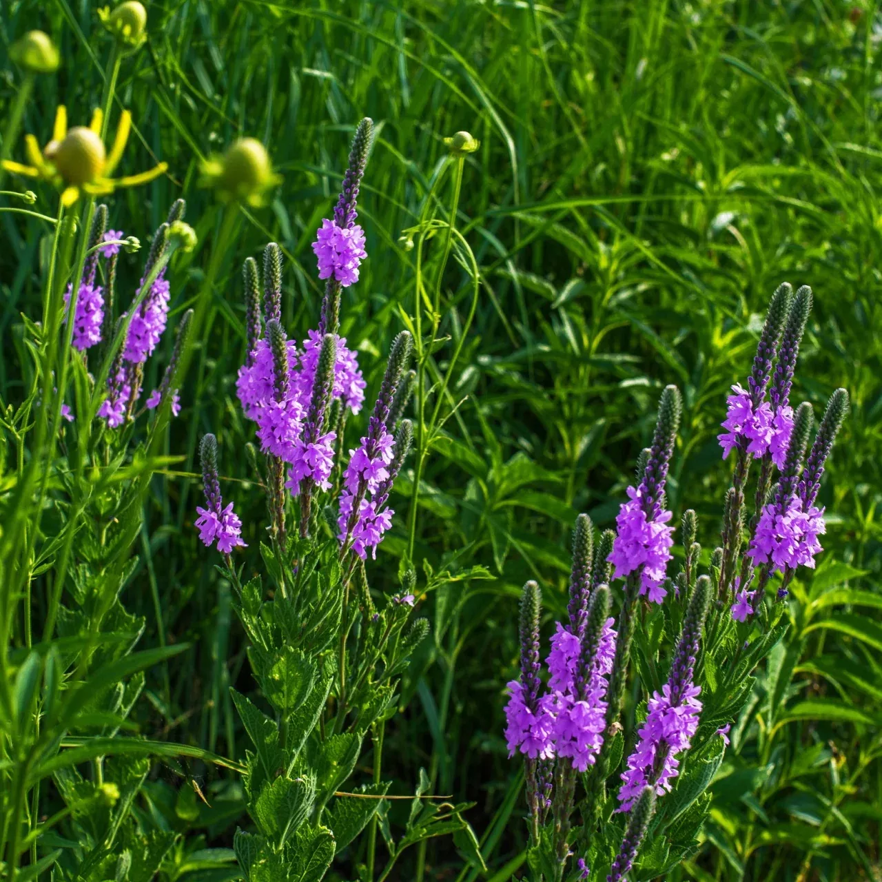 Blue Vervain