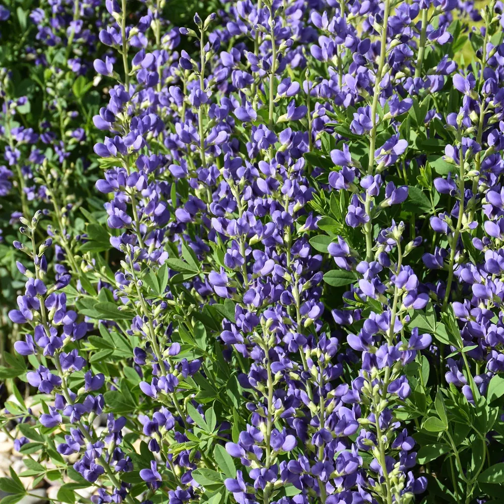 Blue Wild Indigo
