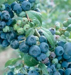 Blueberry CLIMAX #1