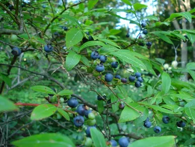 Blueberry Highbush Native 1 Gallon