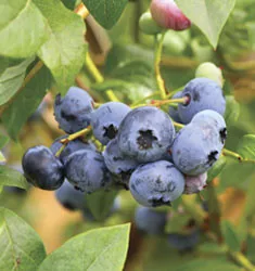 Blueberry WOODARD #3
