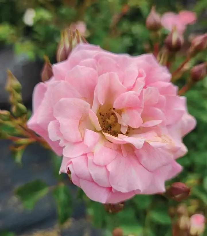 Blushing Drift Rose