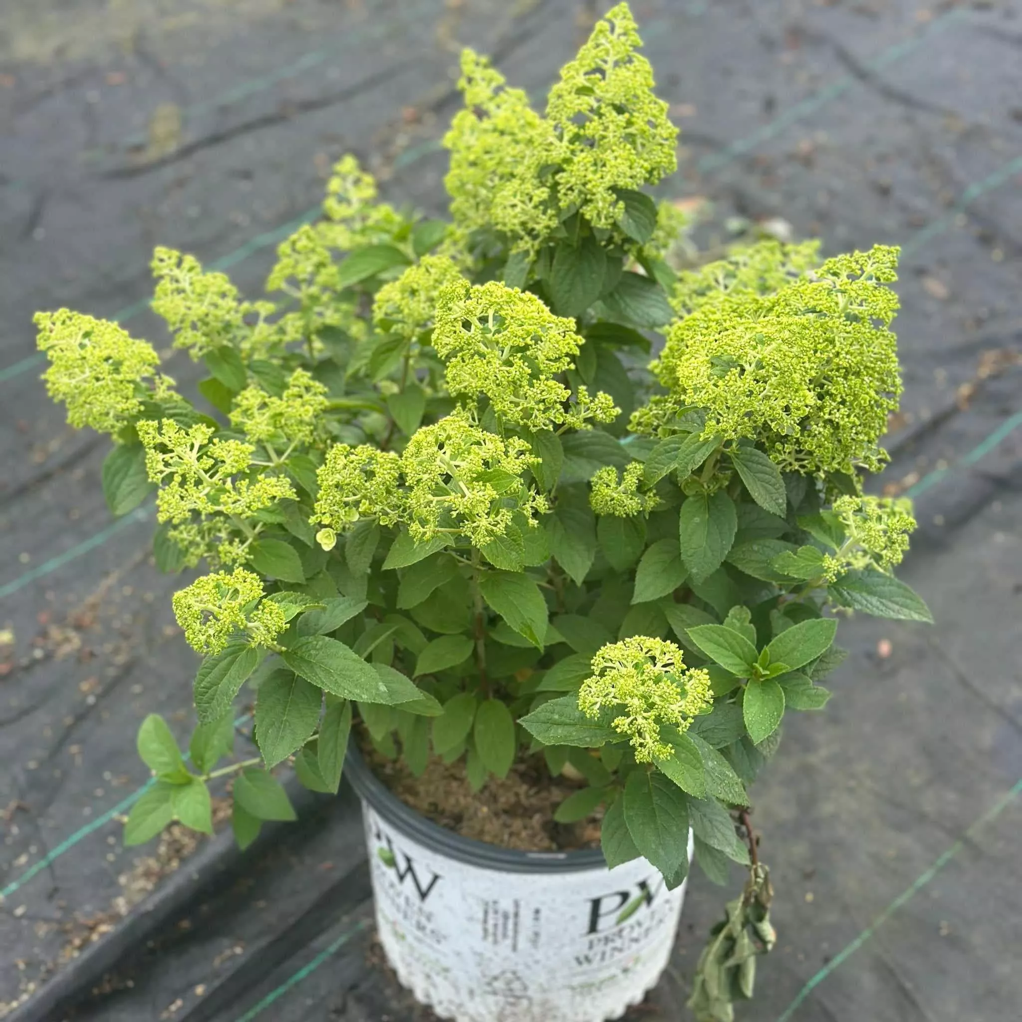Bobo Hardy Hydrangea
