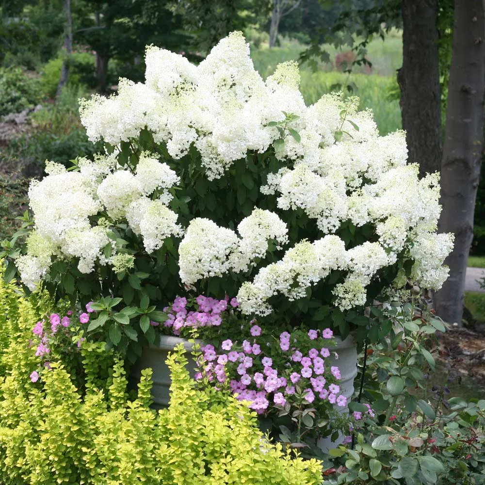 Bobo Hydrangea Shrub