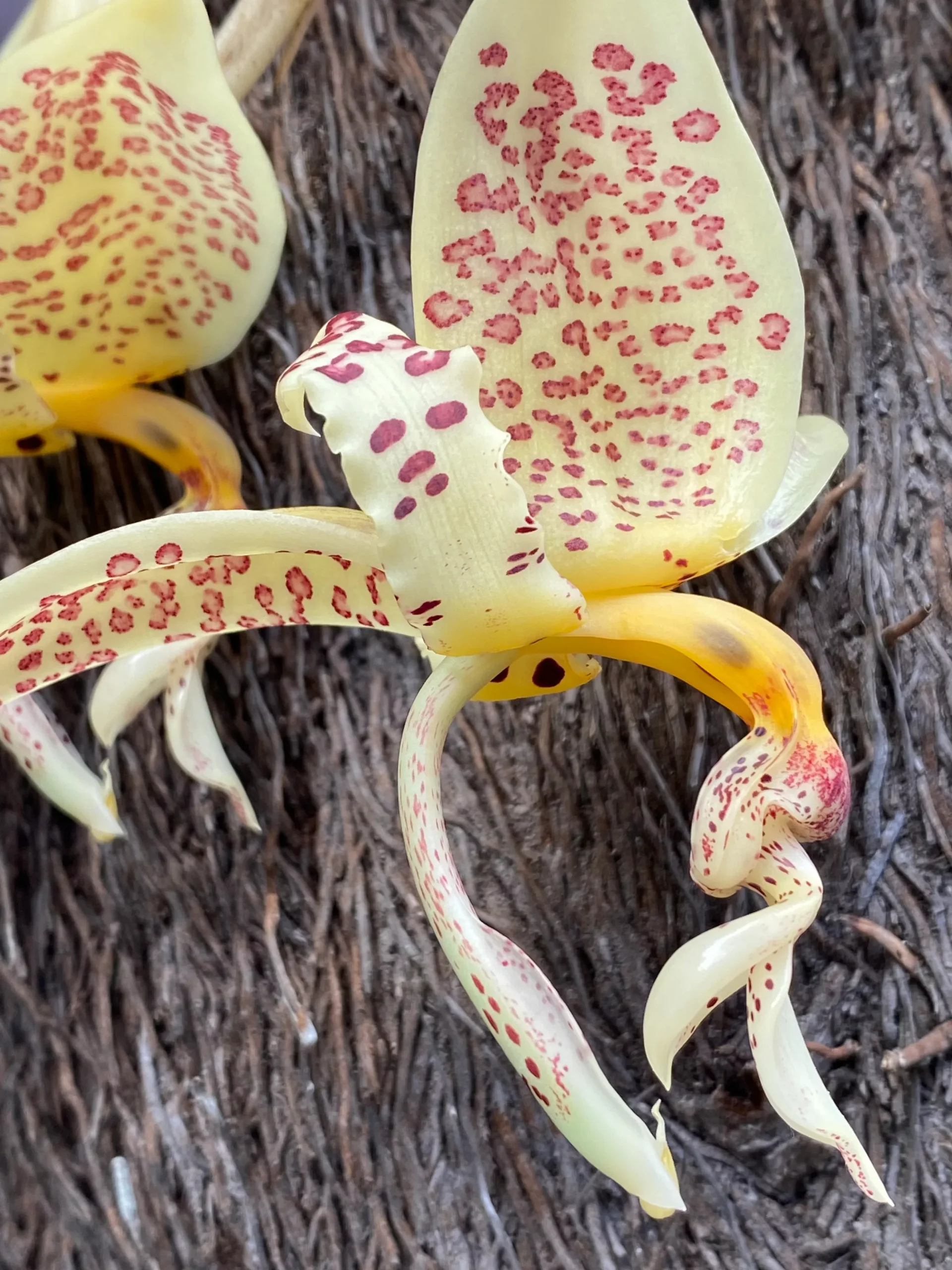 *BOGO SALE* Stanhopea oculata