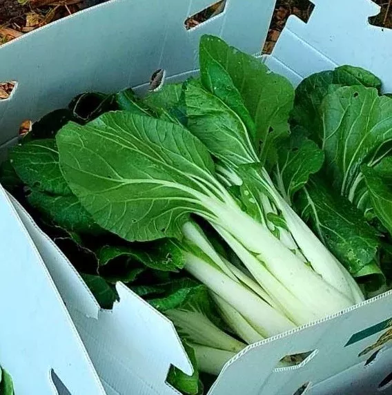 Bok Choi- each