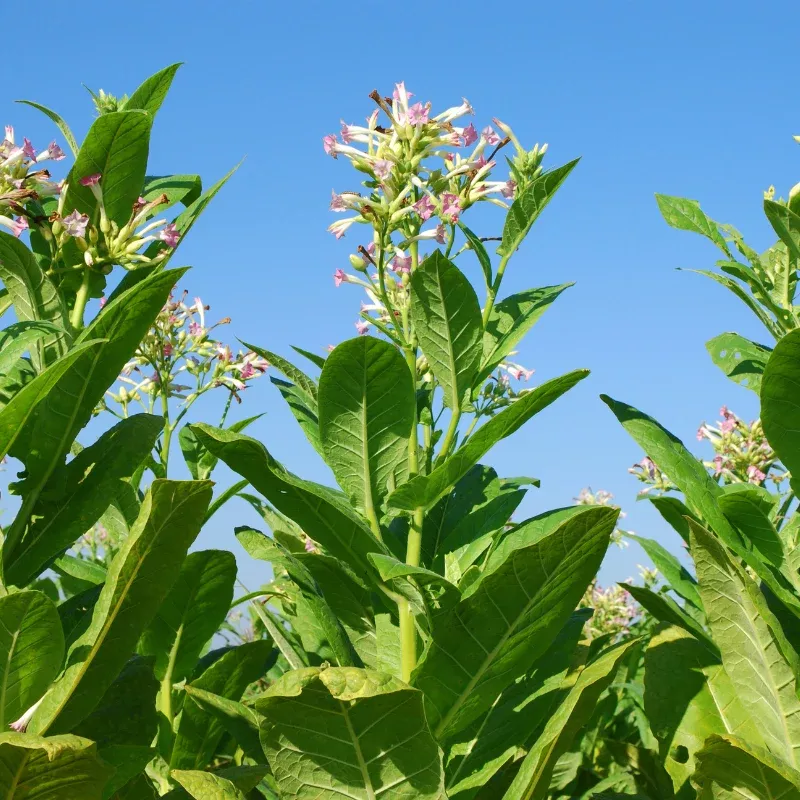 Bolivian Black Tobacco Seeds (Nicotiana tabacum) Rare heirloom with striking dark leaves and bold nicotine content; ceremonial and ornamental use