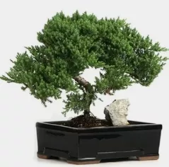 Bonsai - Assorted