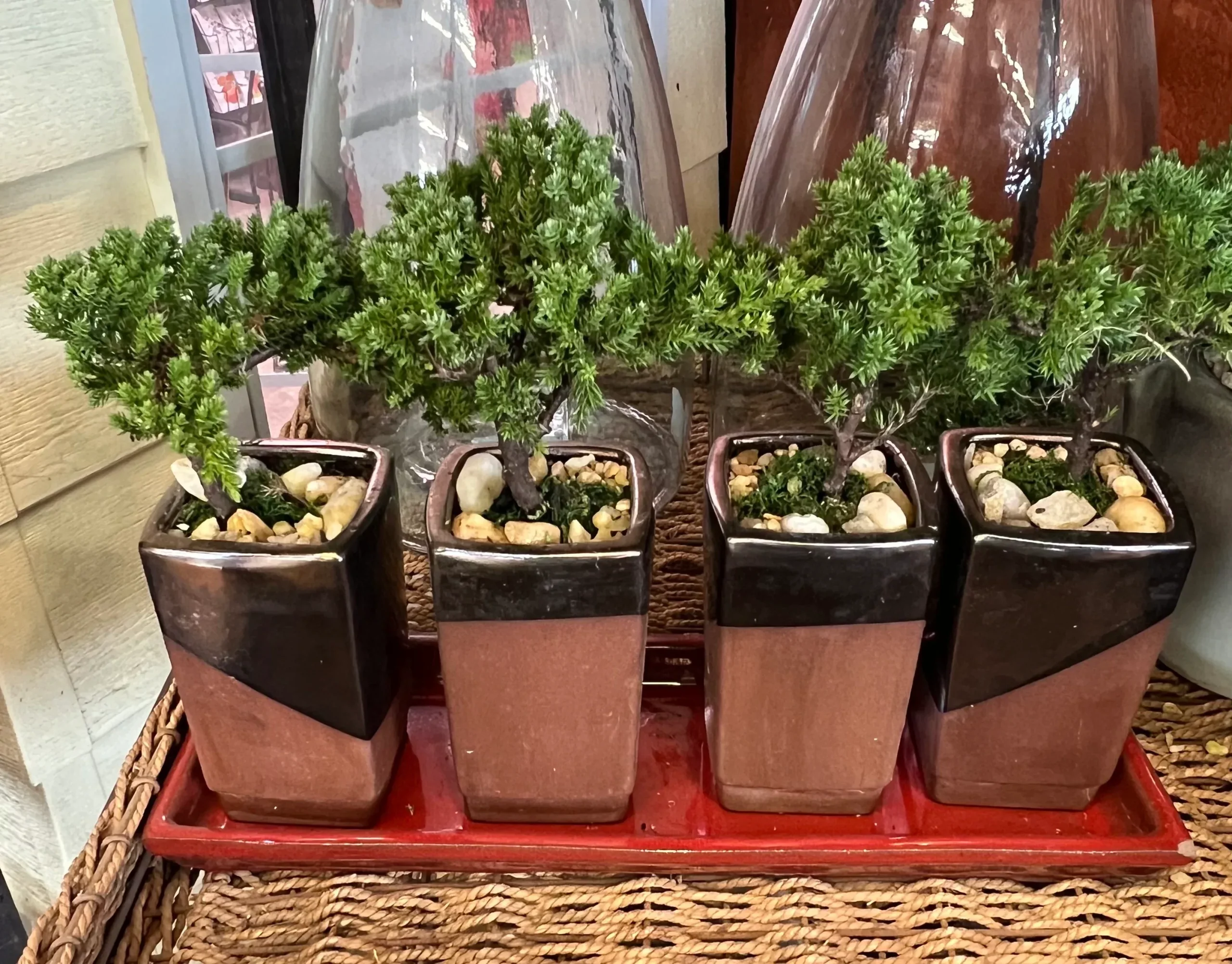 Bonsai in Bronze Pedestal 3