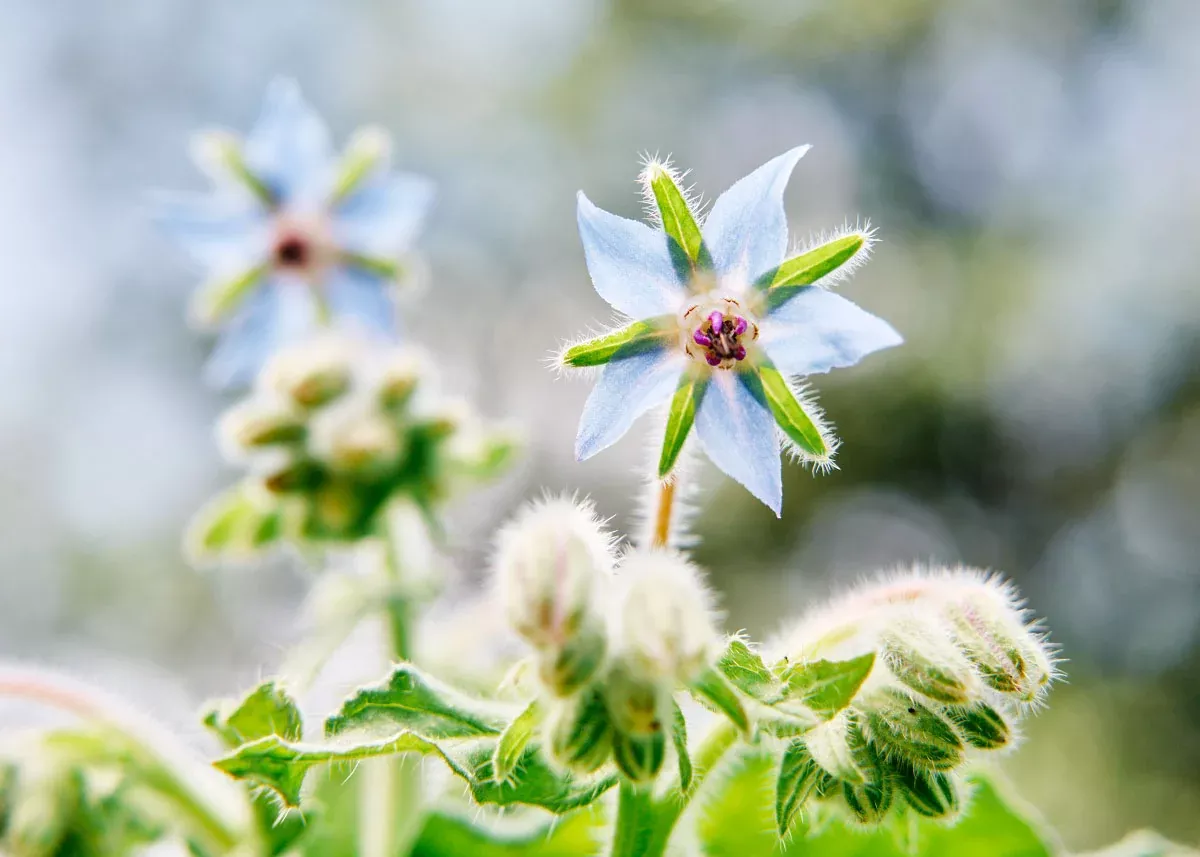 Borage Seeds