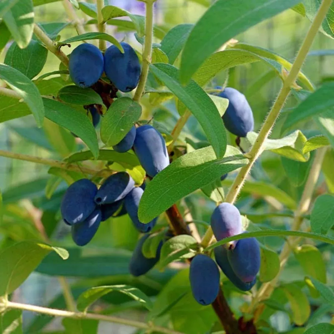 Borealis Honeyberry Bush