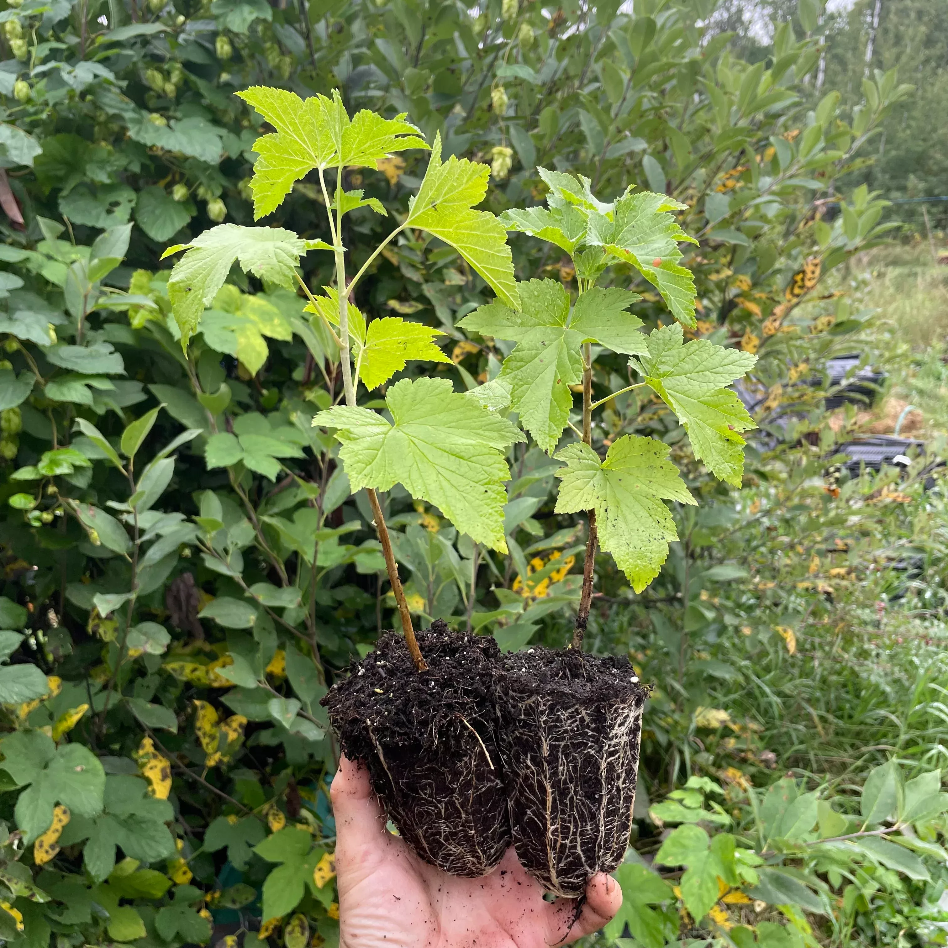 Boskoop Giant Black Currant (Ribes nigrum 'Boskoop Giant')