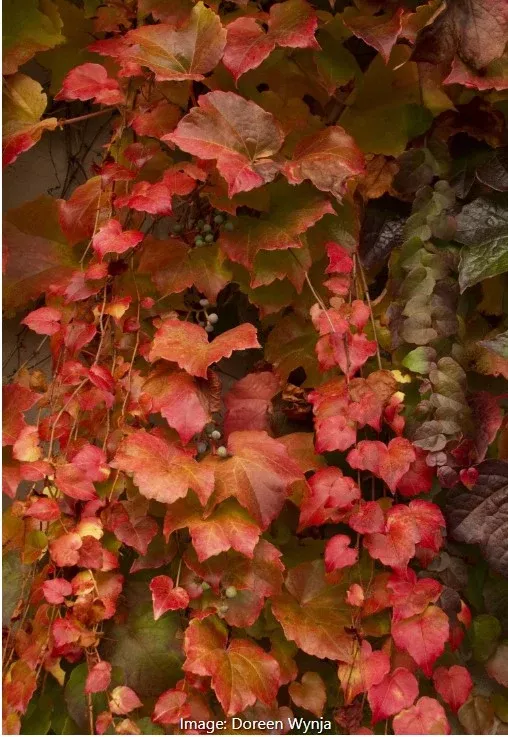 Boston Ivy