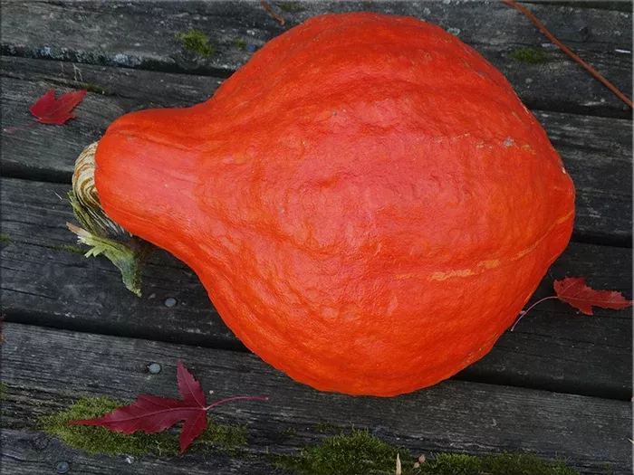 Boston Marrow Squash (pre 1831)- (C.Maxima)