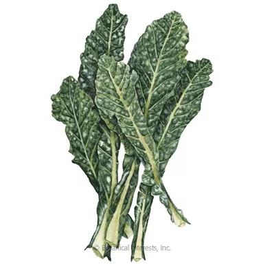 Botanical Interests Kale Lacinato Dinosaur Organic