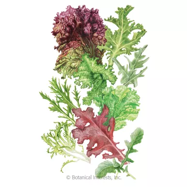 Botanical Interests Lettuce Mesclun Chef's Choice LRG