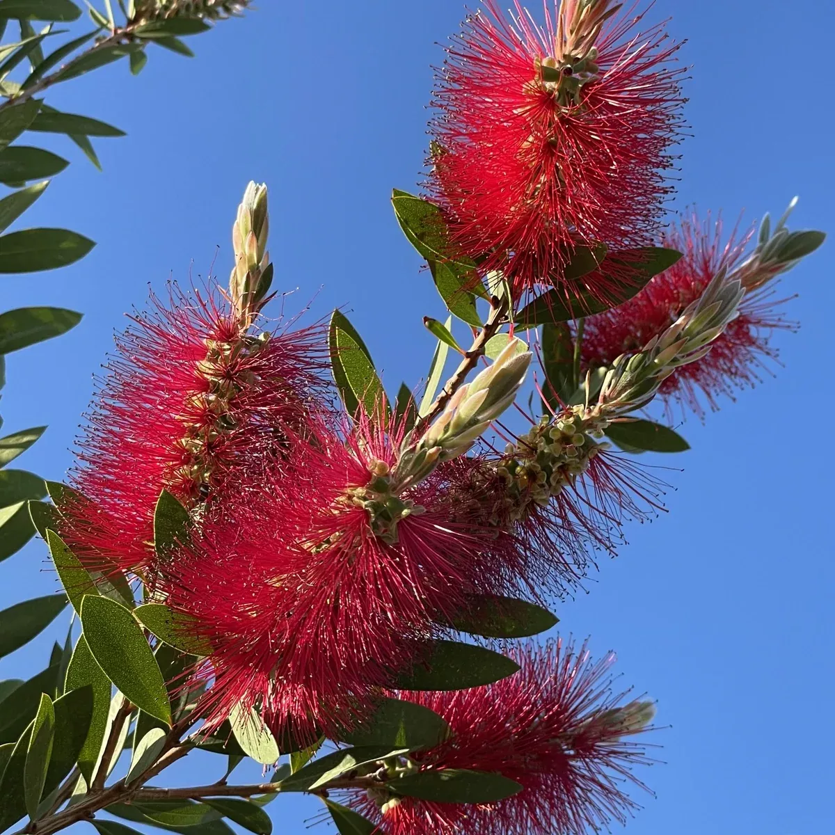 Bottlebrush Tree