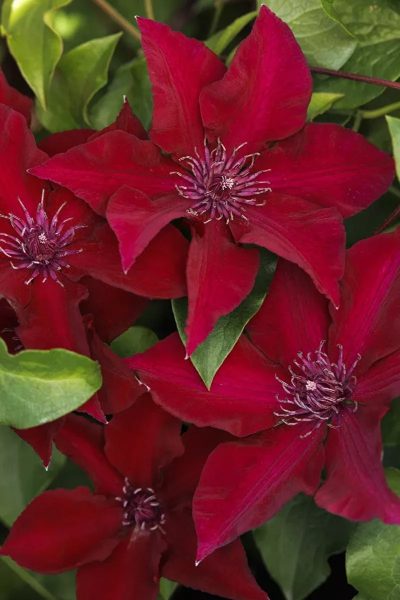 BoulevardClematis Vine