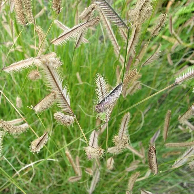 Bouteloua gracilis- Blue Grama, Mosquito Grass