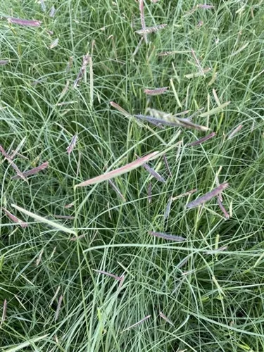 Bouteloua gracilis / Mosquito Grass