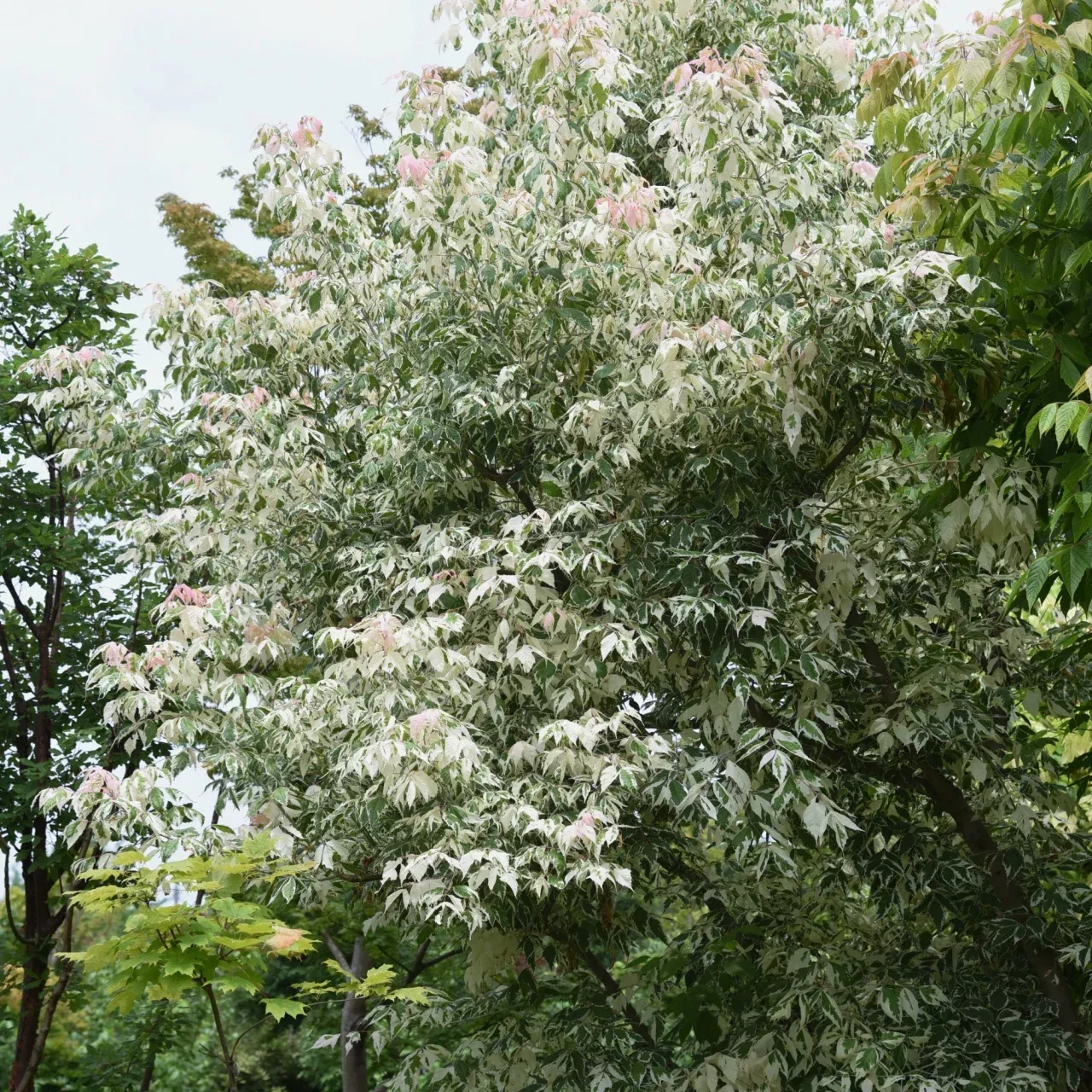 Box Elder Tree