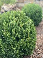 Boxwood Baby Gem™- 1 Gallon