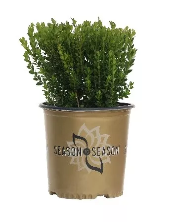 Boxwood Baby Gem™- 2 Gallon