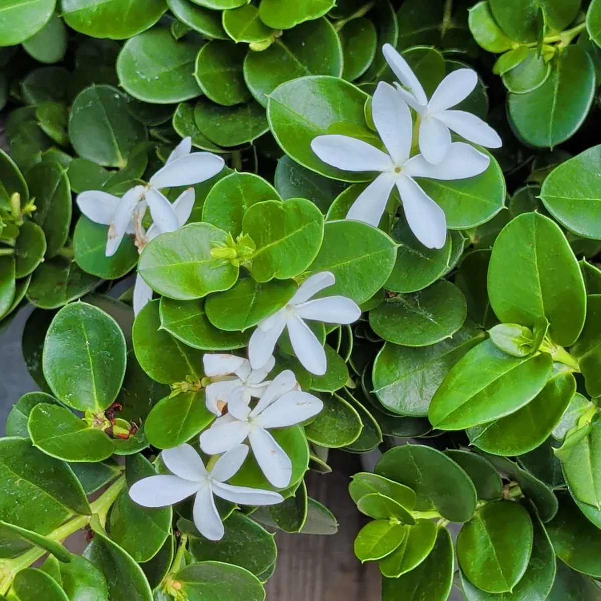 Boxwood Beauty Natal Plum