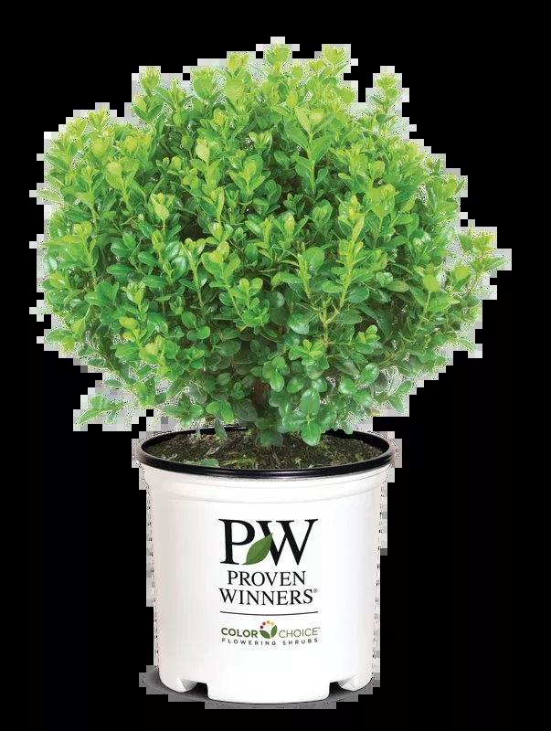Boxwood Sprinter- 1 Gallon