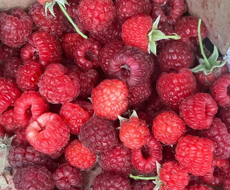 Boyne Raspberry Seeds