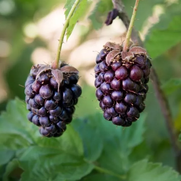 Boysenberry