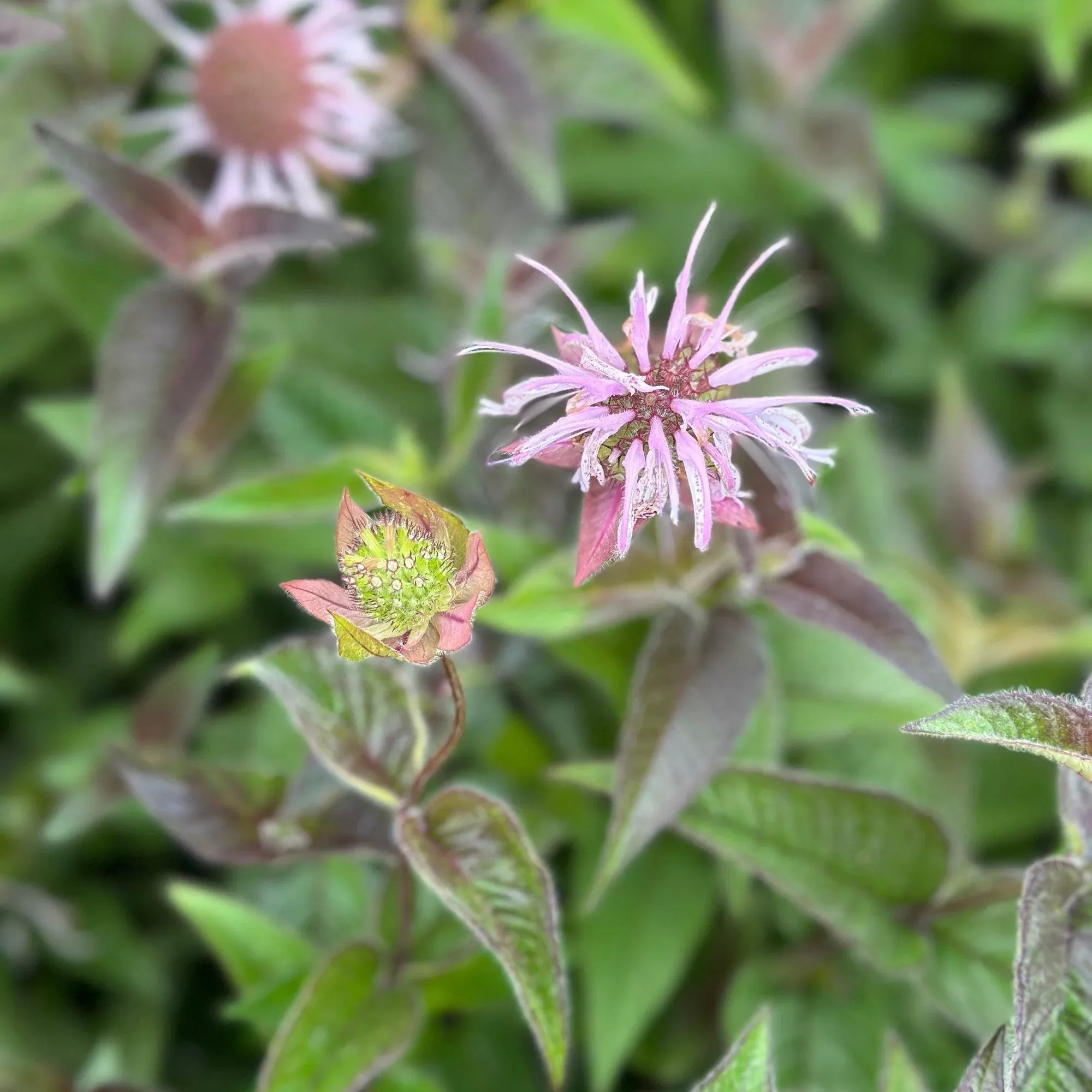 Bradbury's Bee Balm