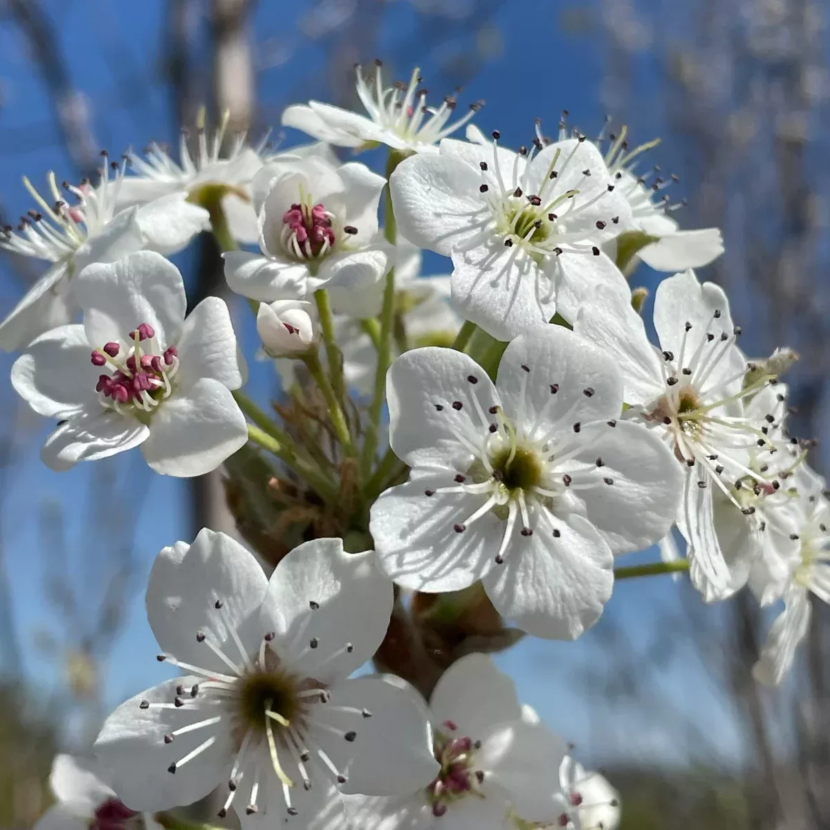 Bradford Flowering Pear