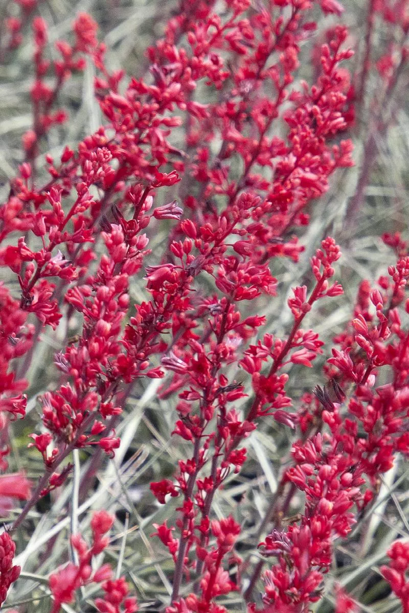 Brakelights Red Yucca