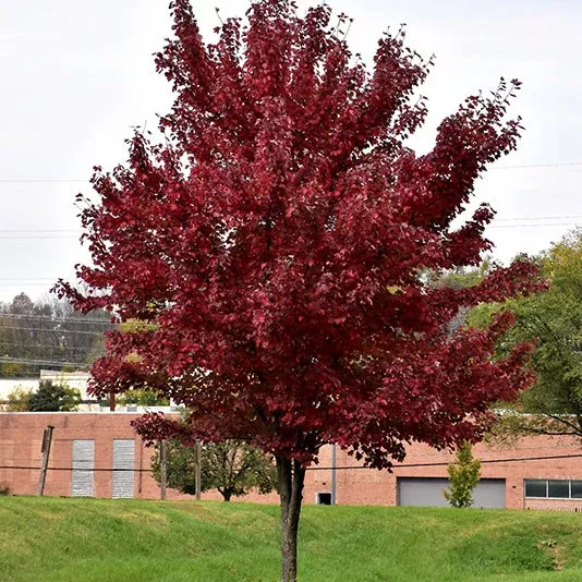 Brandywine Red Maple - Acer rubrum - 15 Gallon Potted Tree