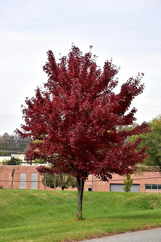 Brandywine Red Maple - Acer rubrum 'Brandywine' - 3" Caliper Ball & Burlap Tree