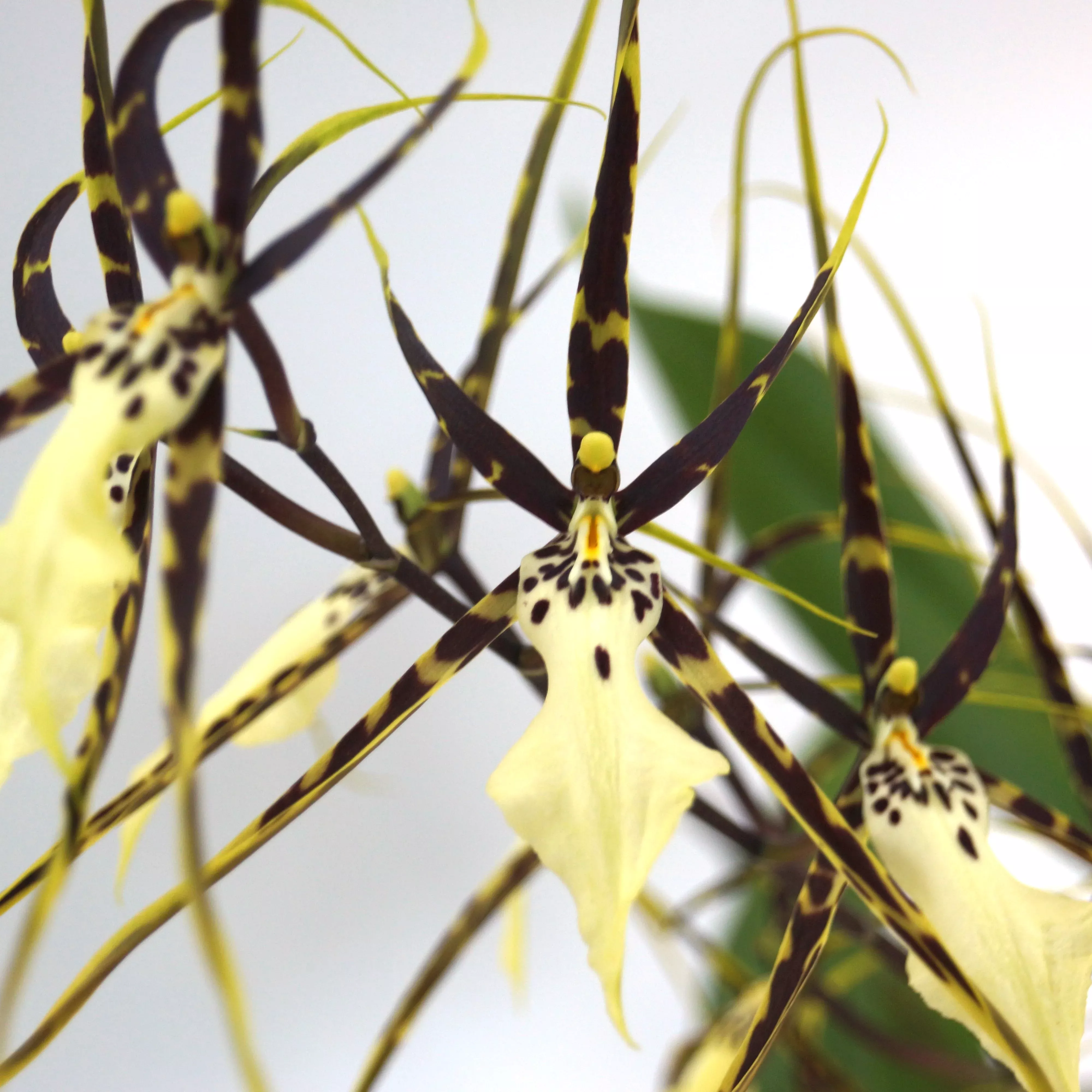 Brassidium (Brsdm.) Kenneth Bivin'Santa Barbara' HCC/AOS (Onc. cariniferum x Brs. arcuigera)