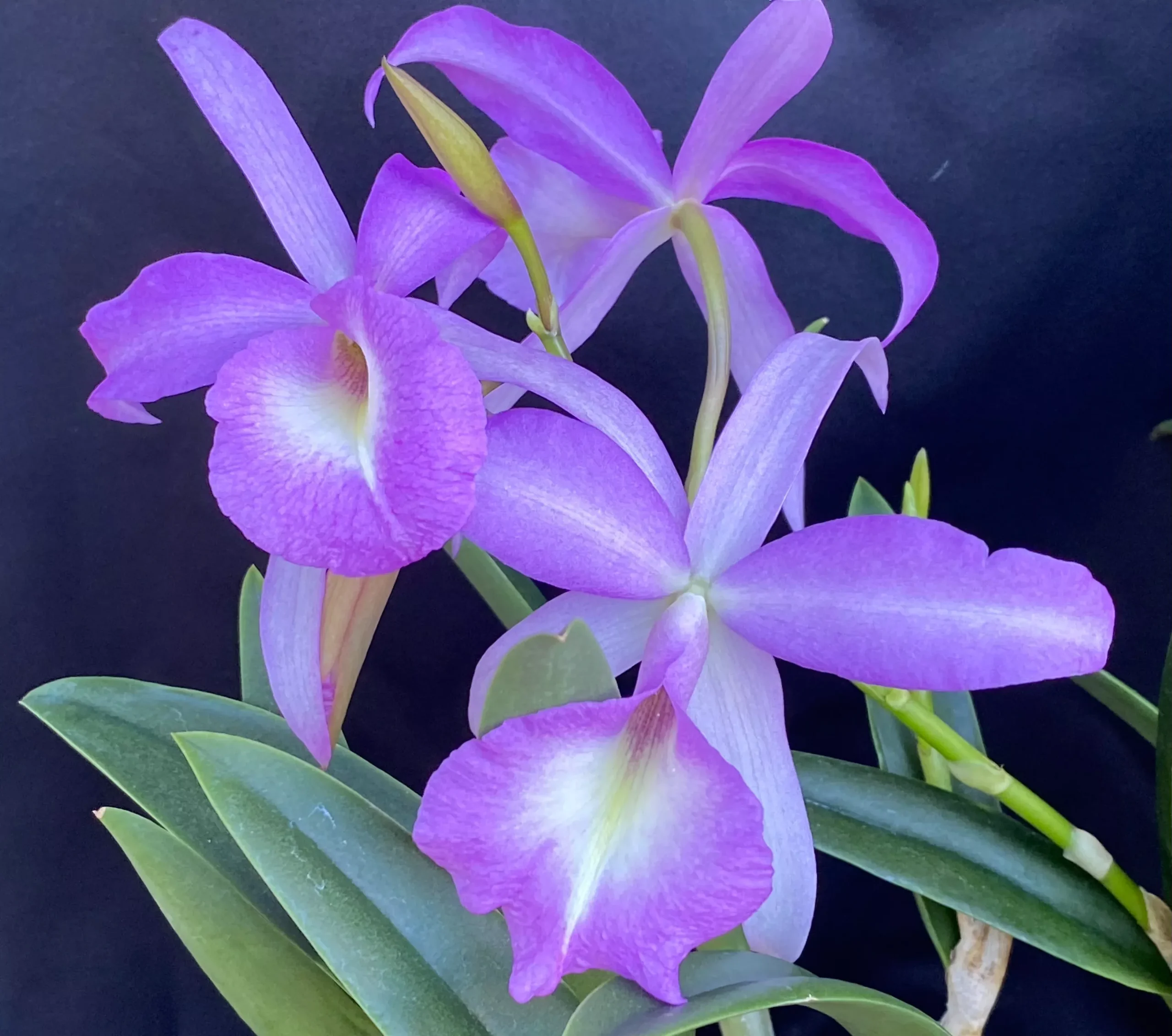 Brassocattleya (Bc.) Elizabeth (B. nodosa xskinneri)