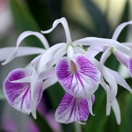 Brassocattleya (Bc.) Morning Glory