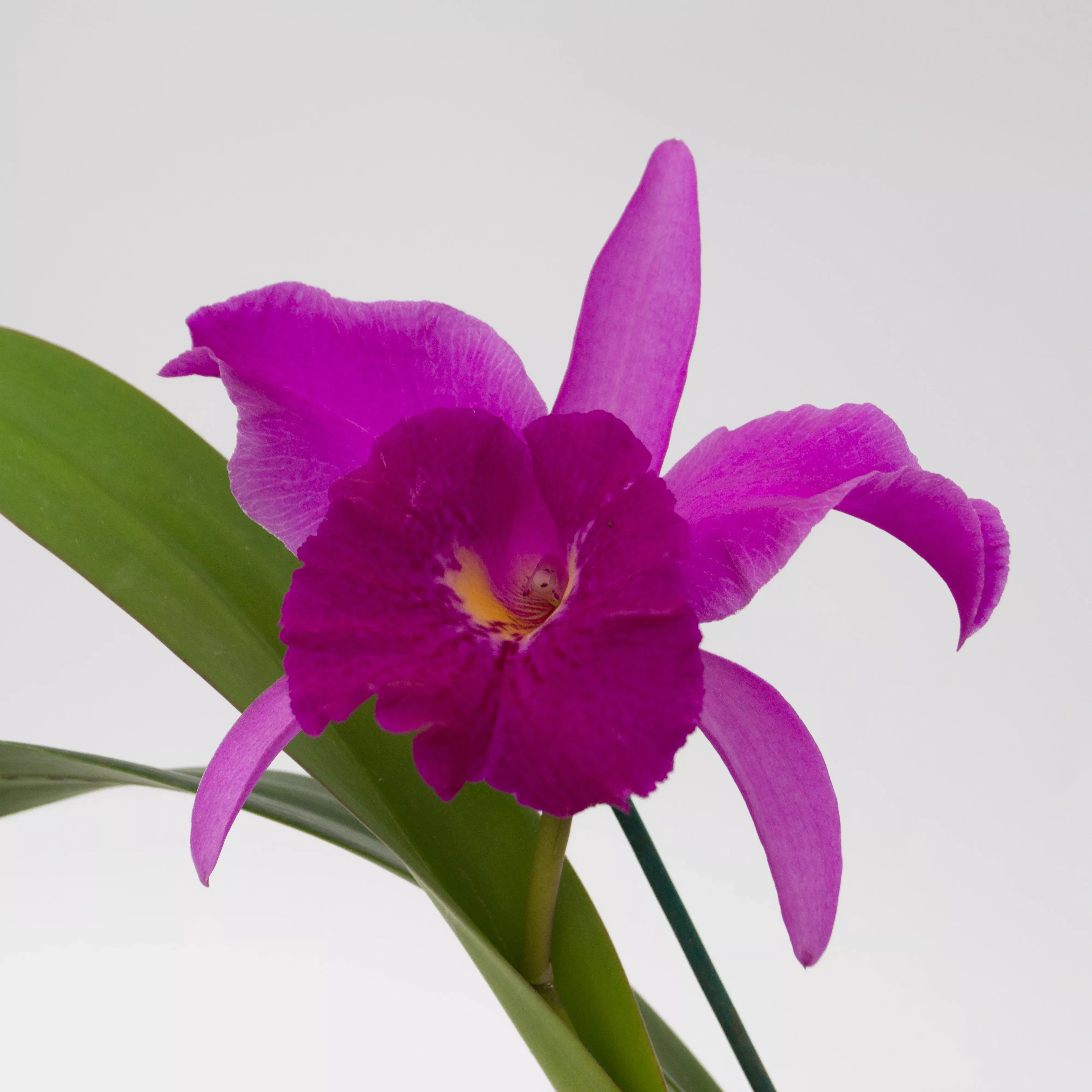 Brassocattleya Tetradip 'Junko' x Rlc. Elegant Dancer 'Rouge'