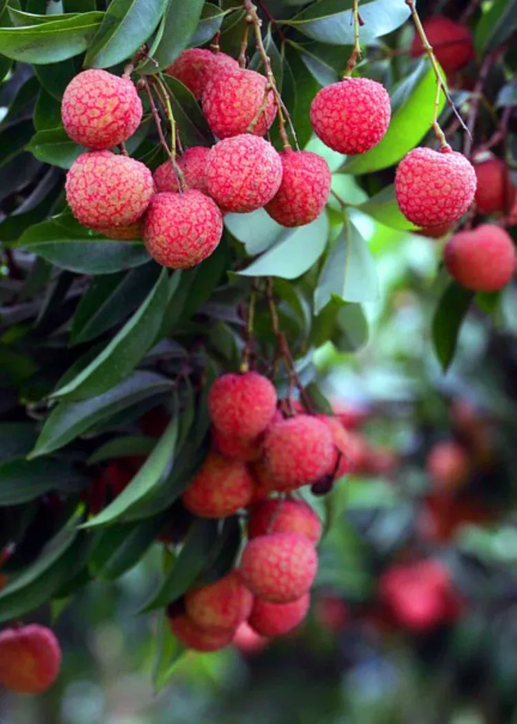 Brewster Lychee Tree