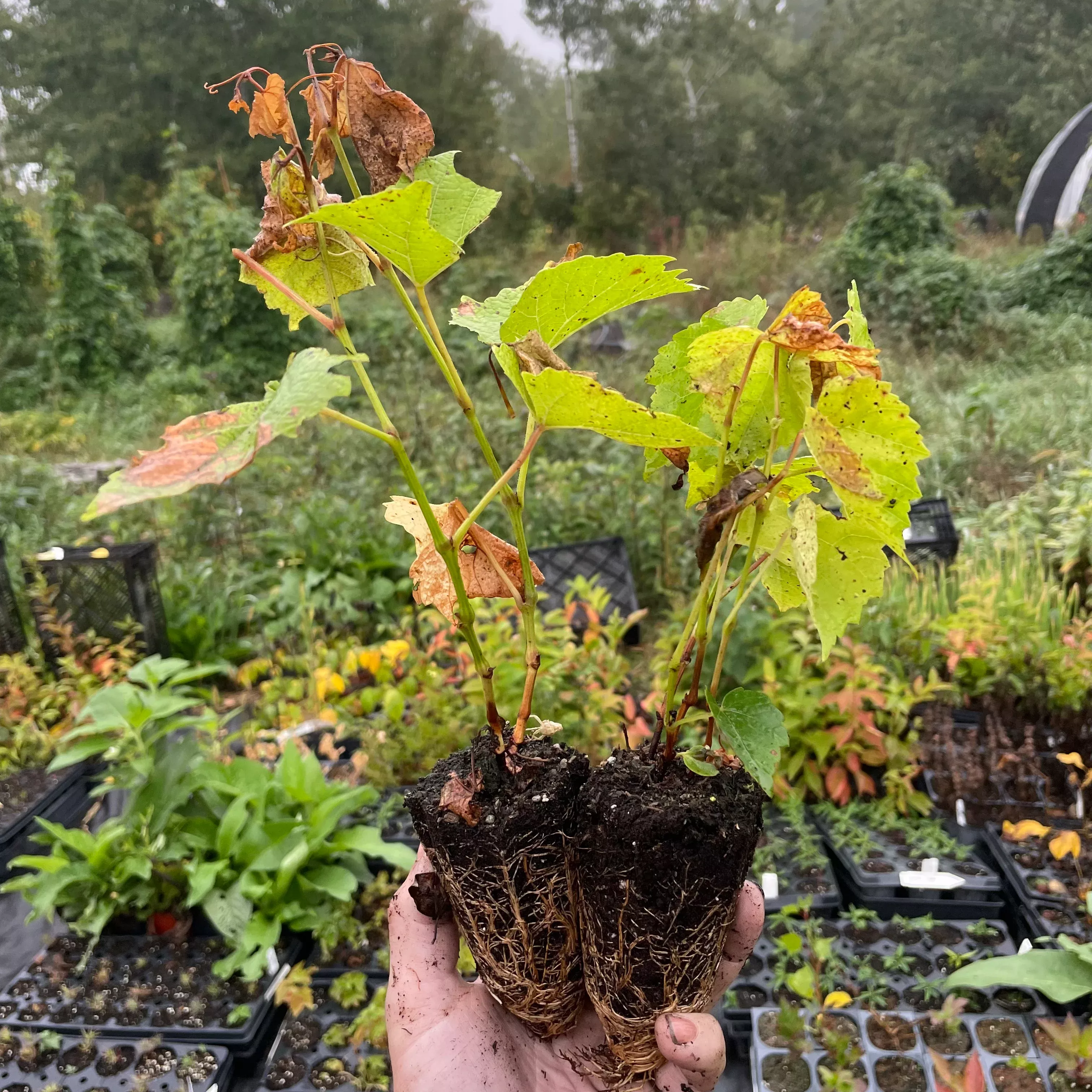 Brianna Grape Seedlings