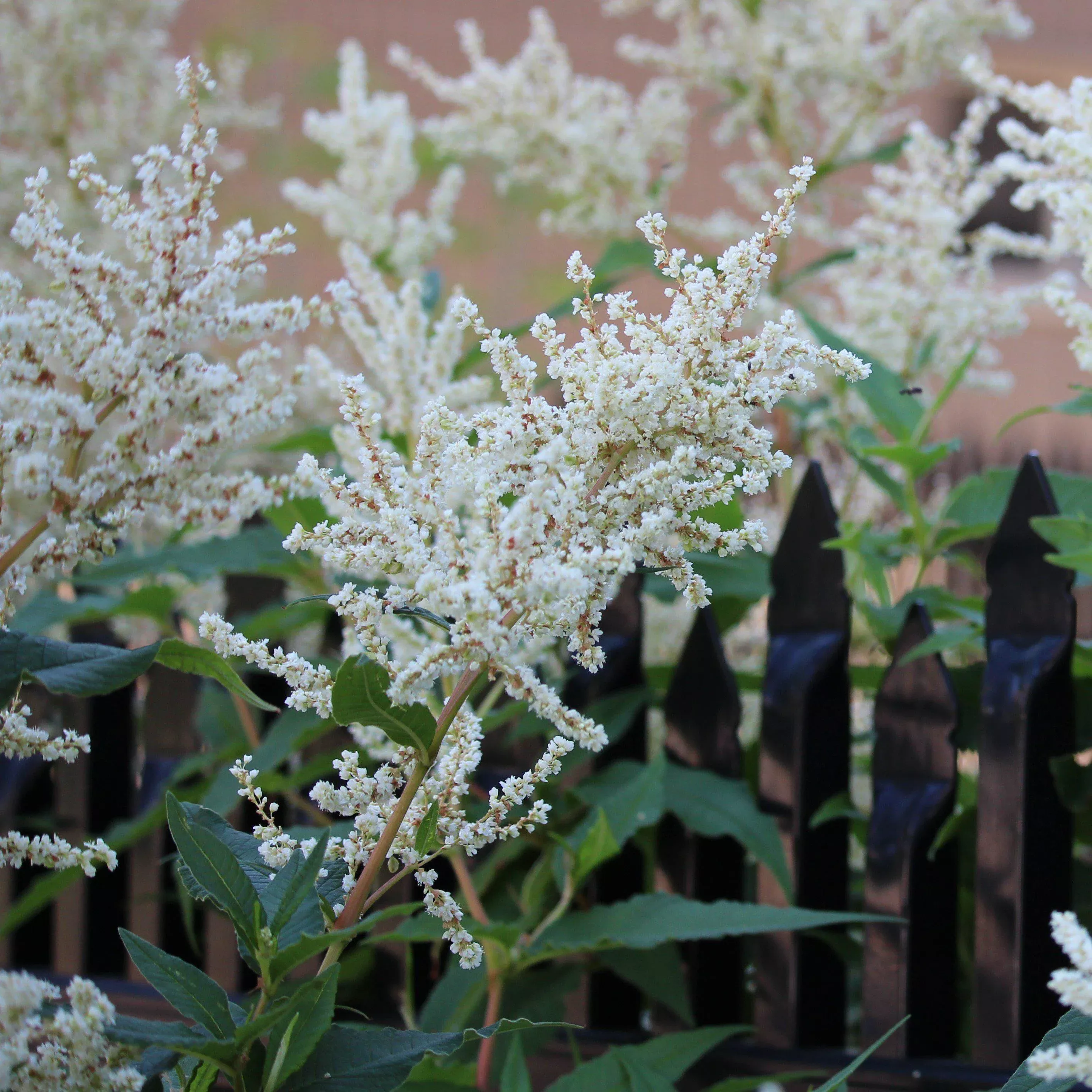 Bridal Veil Astilbe