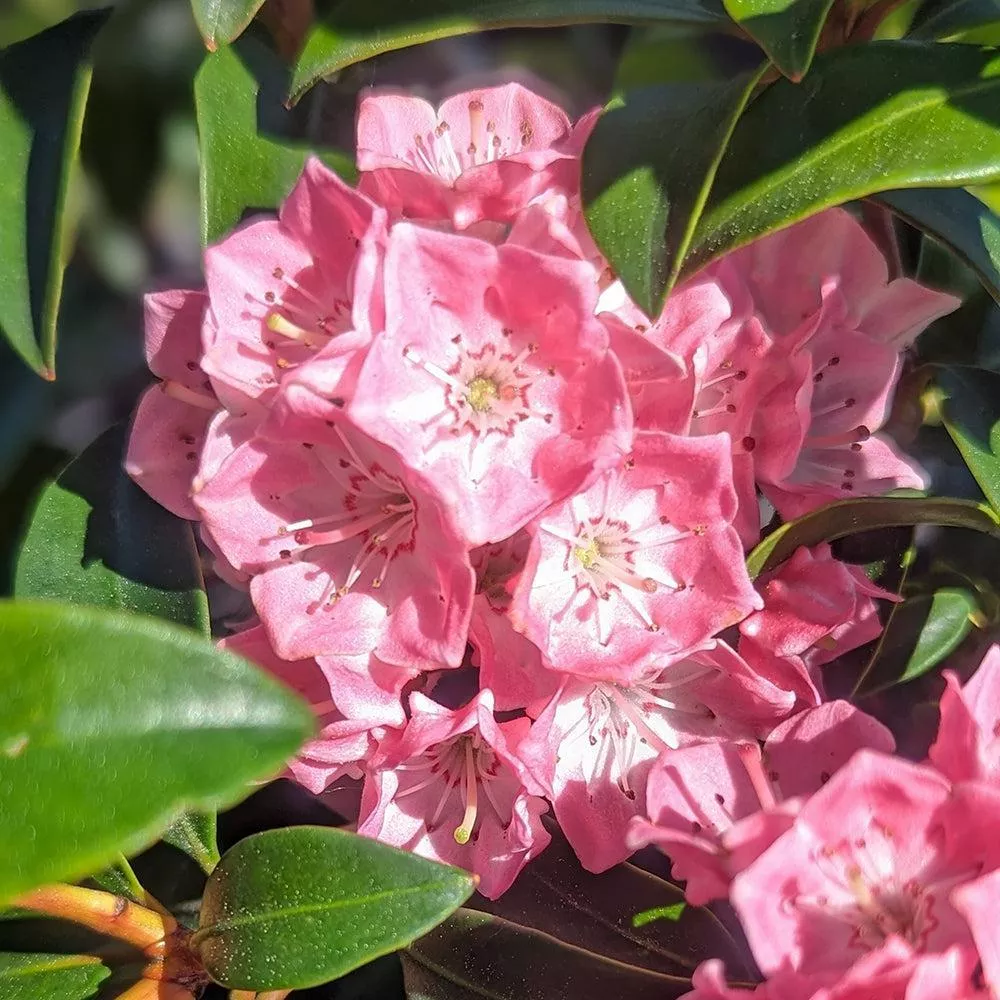 Bridesmaid Mountain Laurel
