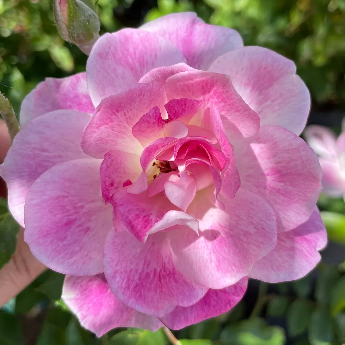 Brilliant Pink Iceberg Rose