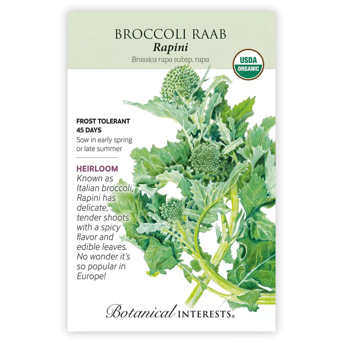 Broccoli Raab 'Rapini'