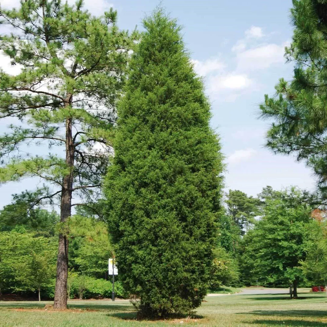 Brodie Cedar
