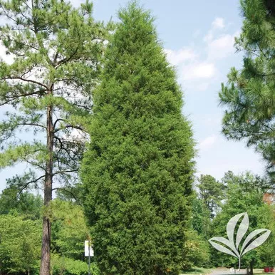 Brodie Juniper