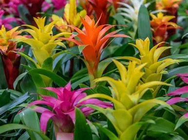 Bromeliad - Assorted