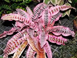 Bromeliad CRYPTANTHIS ELAINE